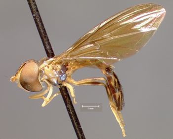 Media type: image;   Entomology 23802 Aspect: habitus lateral view